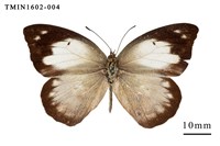 藏品(雲紋尖粉蝶)的圖片